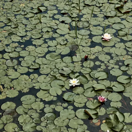 Blühende Seerosen zwischen dichten grünen Seerosenblättern auf ruhigem Teich